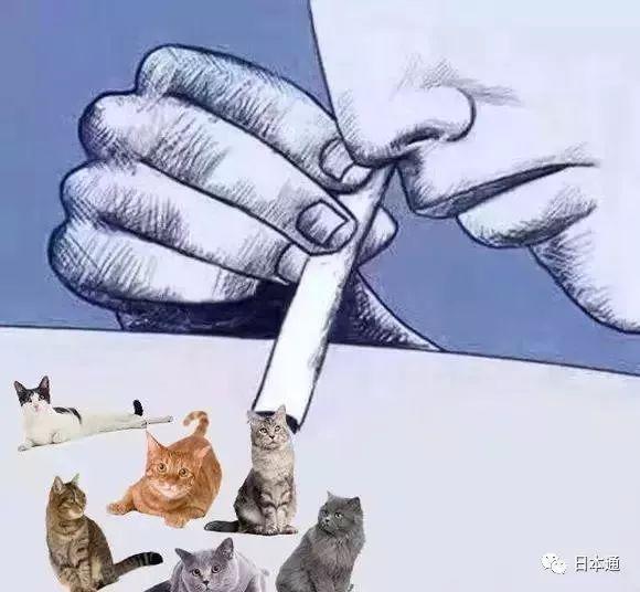 尊龙人生就是博d88，黑科技！Qoobo猫尾机器人你可以假装